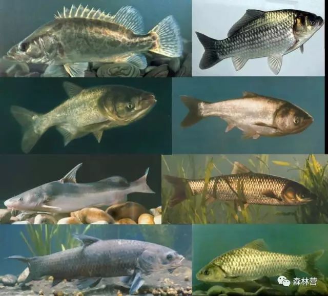 下面这些最常见的鱼类你们能认识几个?