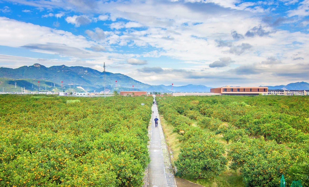 11月7日,"2017年台州61黄岩旅游柑橘节"开幕当天,中国柑橘博览园