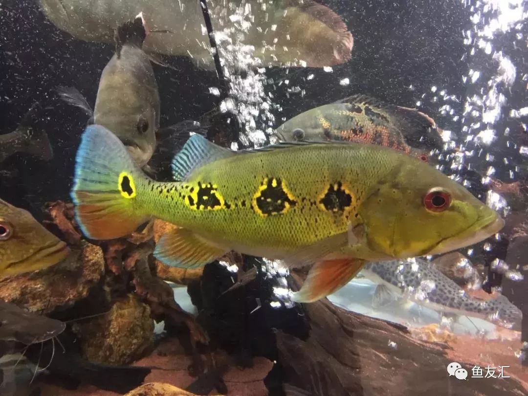 眼斑三间(cichla orinocensis)申谷三间(cichla melaniae)霹雳马三间