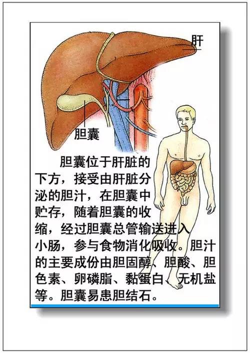 人体器官分部彩图(大全)