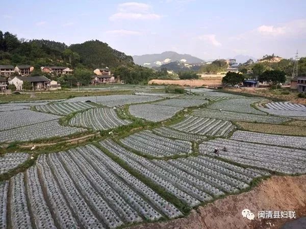 闽清县白中镇霞溪村巾帼齐力打造美丽家园!