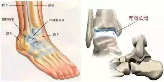 脚踝是哪个部位图解 脚的各个部位详细图_脚目是哪个部位图解