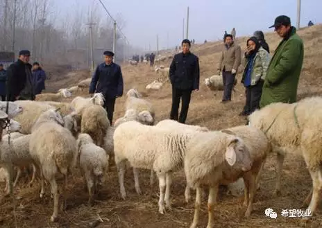 下面是各地最新羊价