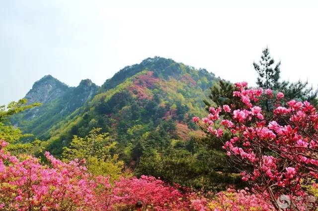 【音乐】不朽的经典《再见了,大别山!