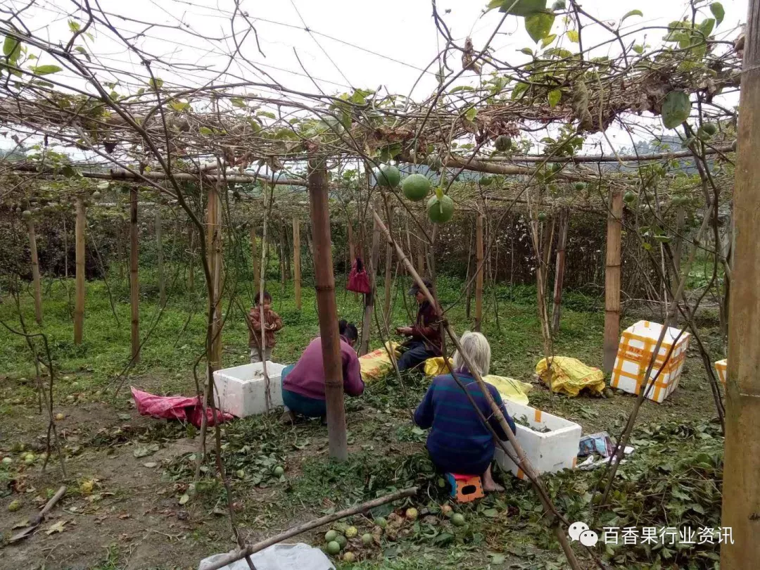 剪枝时还要选择健壮,无茎基腐病,无病虫害,高产稳定的植株作为母本.