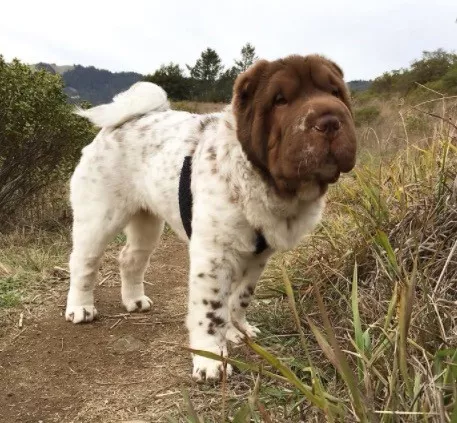 熊头,狗身,傻傻分不清?这是一只经常被认错的沙皮犬