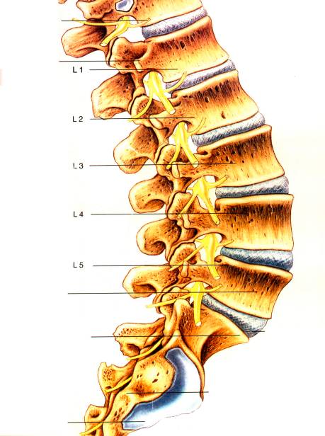 脊柱的结构和生理弯曲l1以下脊髓变为马尾神经,向下,后,外经神经根管