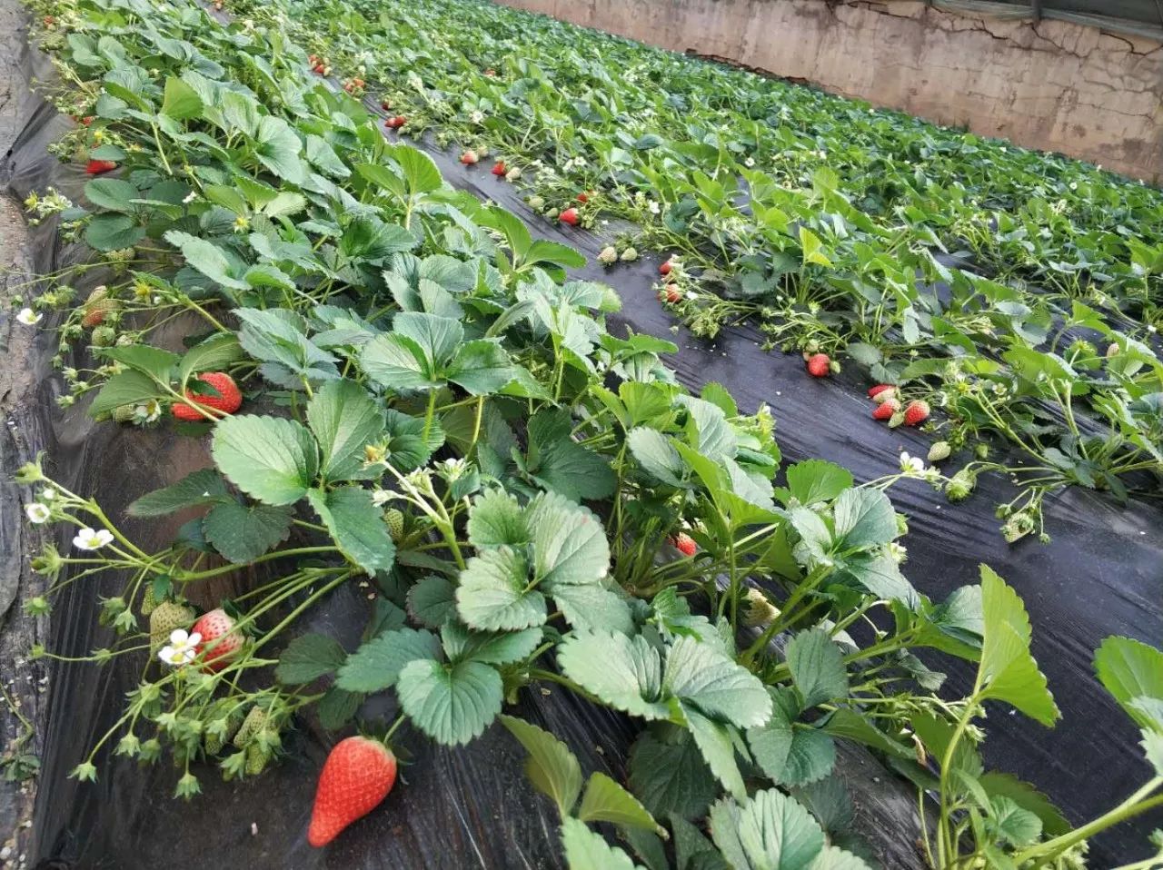 自驾路线:川垣大道——川垣六路——民和生态园 奶油草莓专业培养