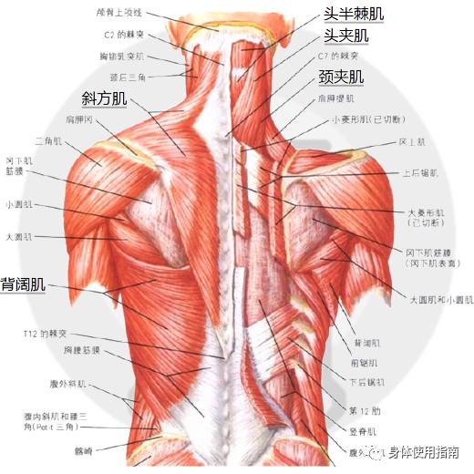 背阔肌 中层:头半棘肌,头夹肌,颈夹肌,竖脊肌 深层:胸半棘肌,多裂肌