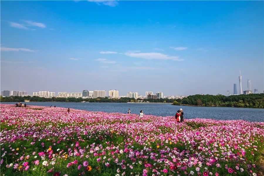 "广州海珠湖花海被玩残!现场图痛心