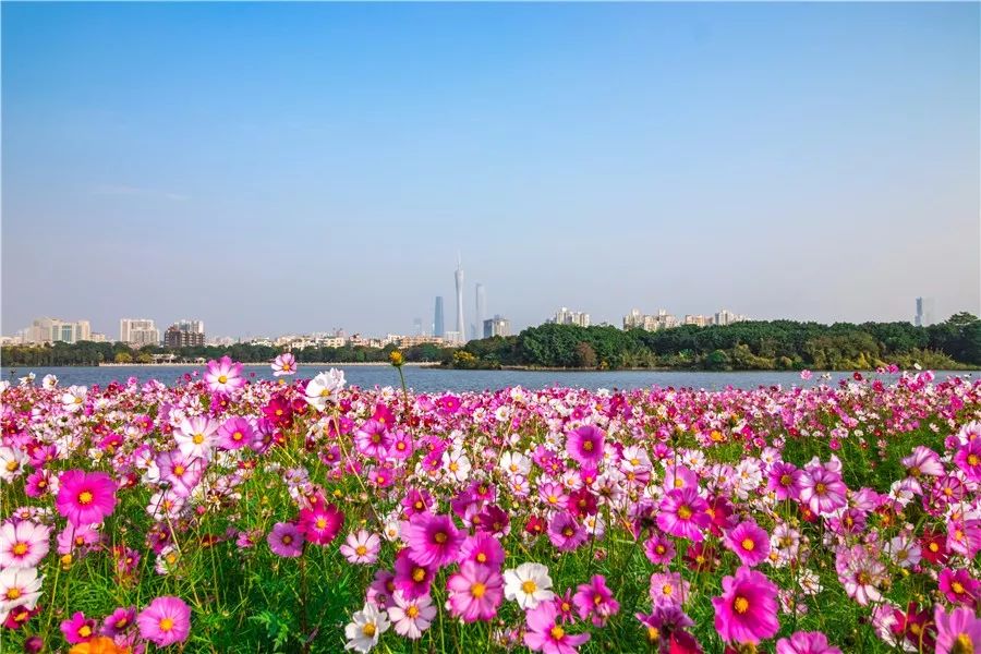 "广州海珠湖花海被玩残!现场图痛心