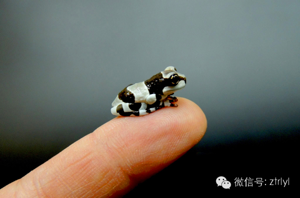 扭一扭舔一舔再泡一泡——亚马逊牛奶蛙(amazon milk frog)