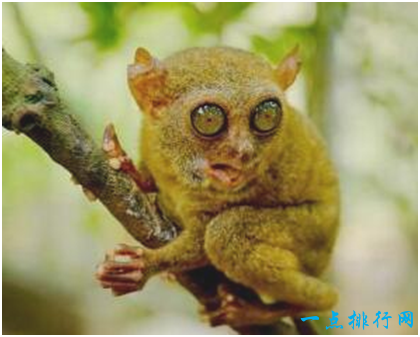 世界上眼睛最大的猴子,眼镜猴的眼睛直径超过1厘米