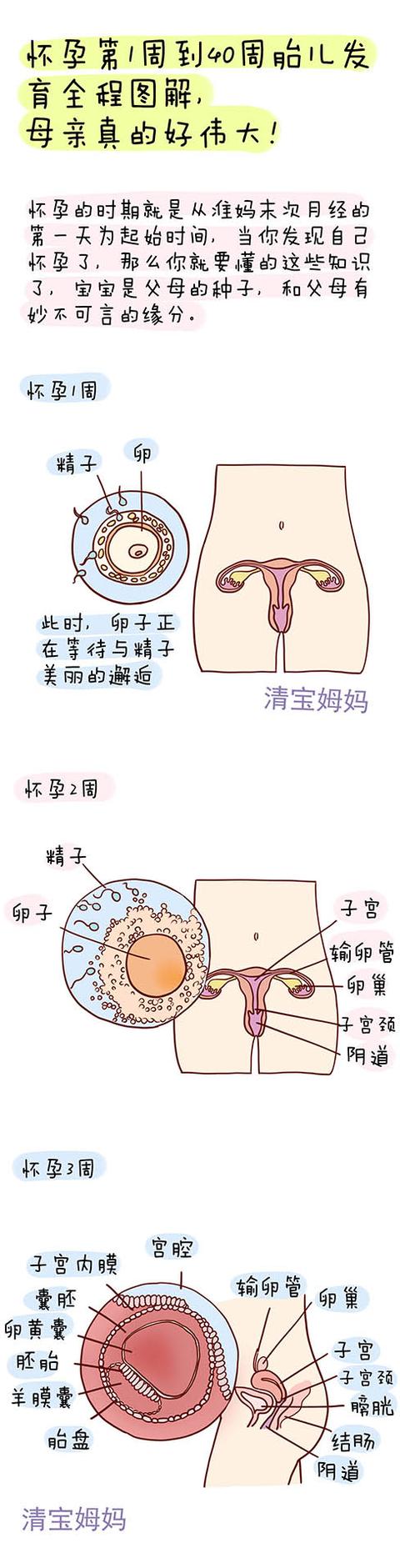 看怀孕1-40周胎儿发育全程图解,原来一个小生命是这样