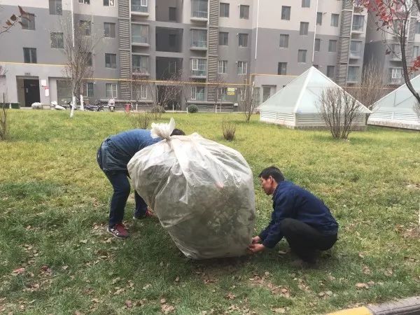 最后,物业人员对小区部分耐寒差的树木进行了逐一套袋.