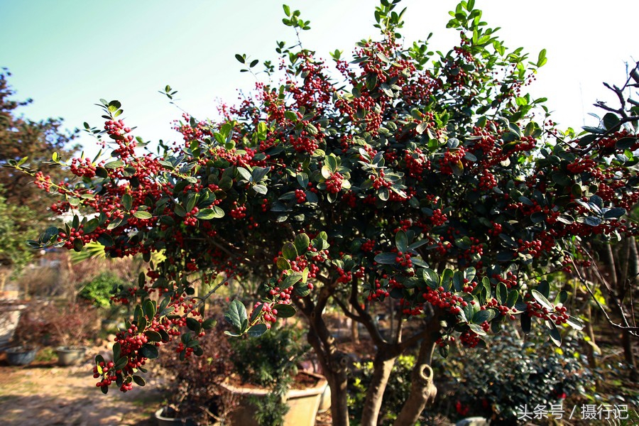 冬日,盆景园的这些红果子树成为一道靓丽的风景,您知道叫什么树