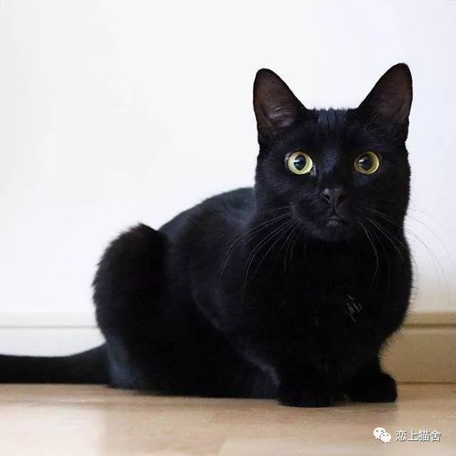 墨玉垂珠:通体黑猫,唯有尾尖有一点白毛.这种少见,遇见急收.