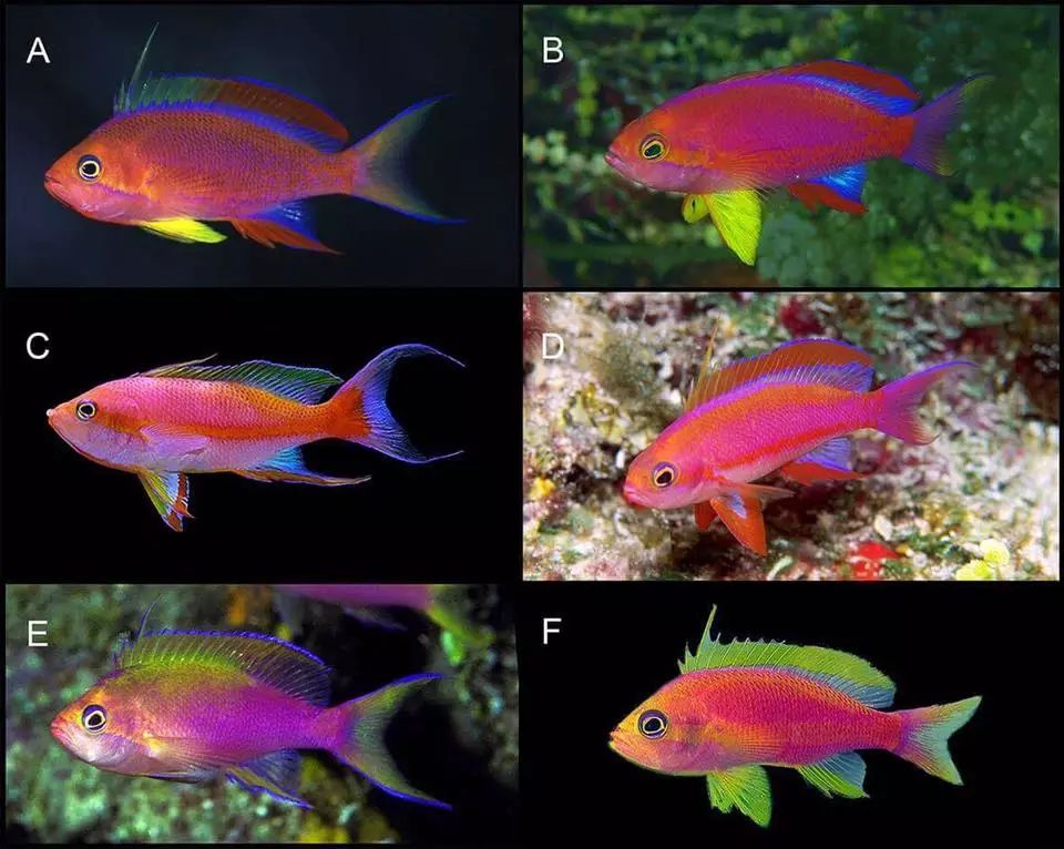 海金鱼家族新成员pseudanthiastequila