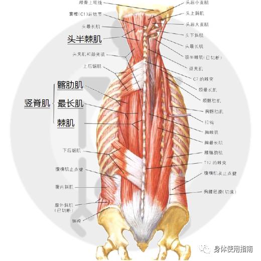 但因为和驼背无关,所以这次不讲)深层:胸半棘肌,多裂肌,腰方肌中层:头