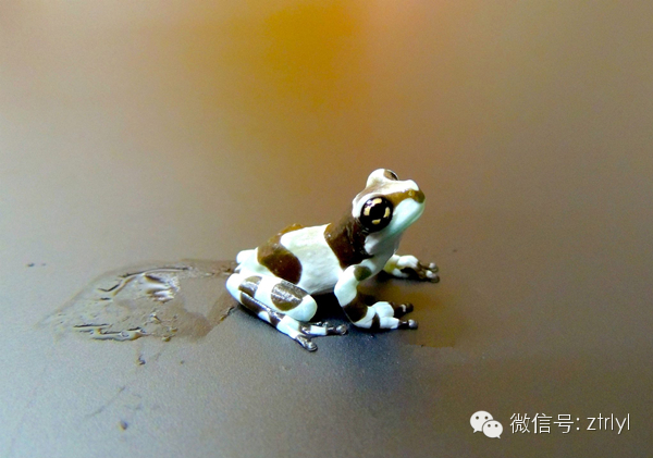 扭一扭舔一舔再泡一泡亚马逊牛奶蛙amazonmilkfrog