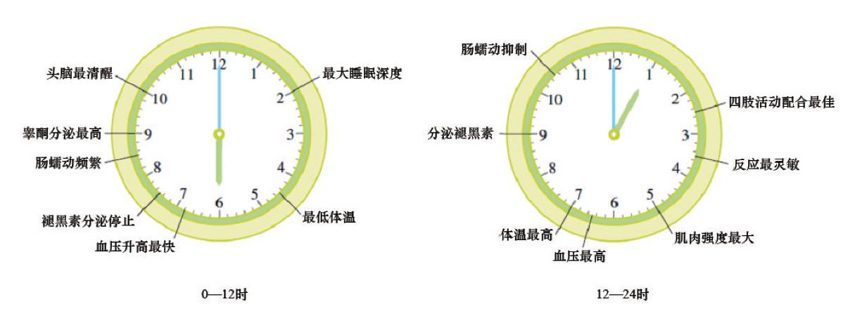 人体内的生物钟多种多样,人体的各种生理指标,如脉搏,体温,血压,体力