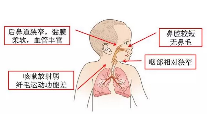 而言,小孩的鼻腔较短,无鼻毛,外来的细菌,病毒容易入侵;后鼻道狭窄