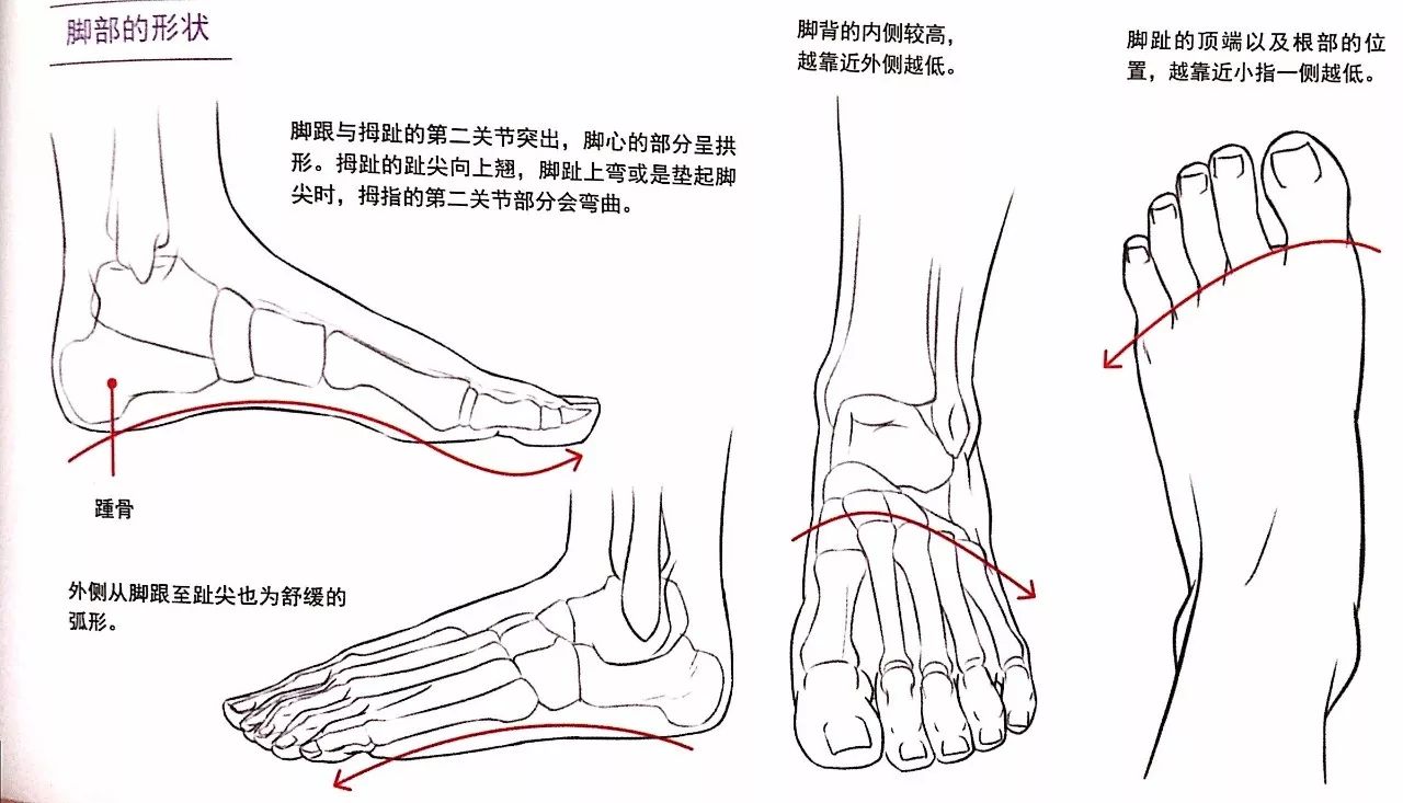 板绘技巧学习脚部的基本及绘画方法