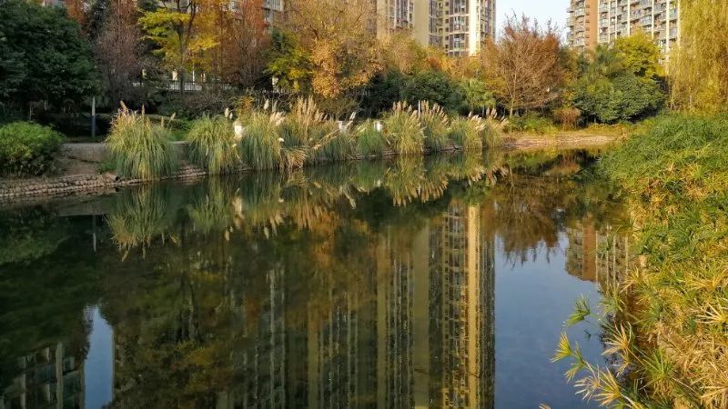 天府绿道建设要求,龙泉驿区全面启动了西江河,驿马河,陡沟河和芦溪河