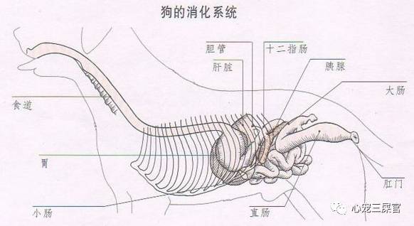 除了出色的牙齿构造外"半食肉"动物狗狗的消化系统还有很多独特性.