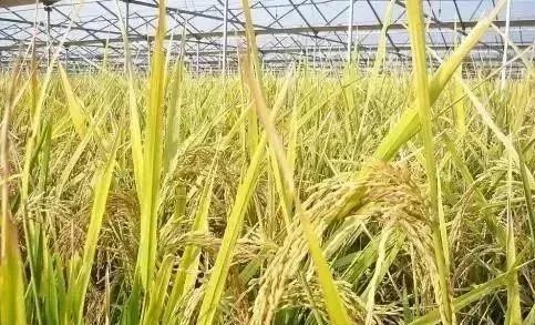 水稻丨2018年水稻品种该何如选择
