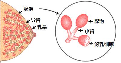 当乳腺腺泡中充满乳液时,细胞壁会伸展/膨胀使催乳素受体形状发生变化