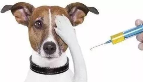 武汉联合动物医院:宠物打疫苗之前和之后应该注意什么