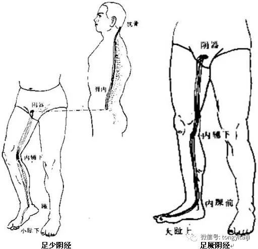 结聚于手腕,沿前臂内侧上行,结聚于肘内高骨之后,如用手指弹拨此处的