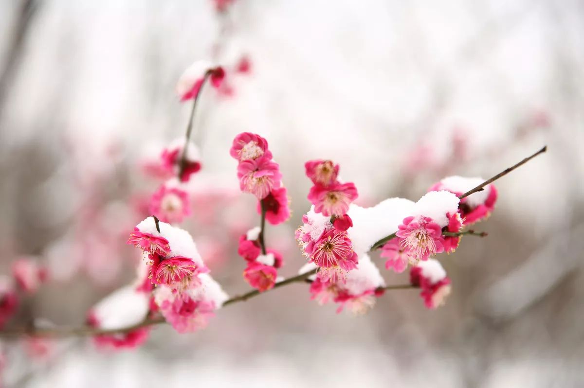 梅花泥土猜成语_泥土卡通图片