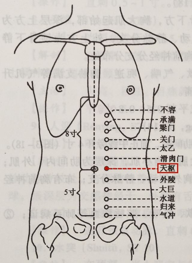 前正中线到乳头的距离是4寸,一半的距离就是2寸了,天枢是大肠的募穴