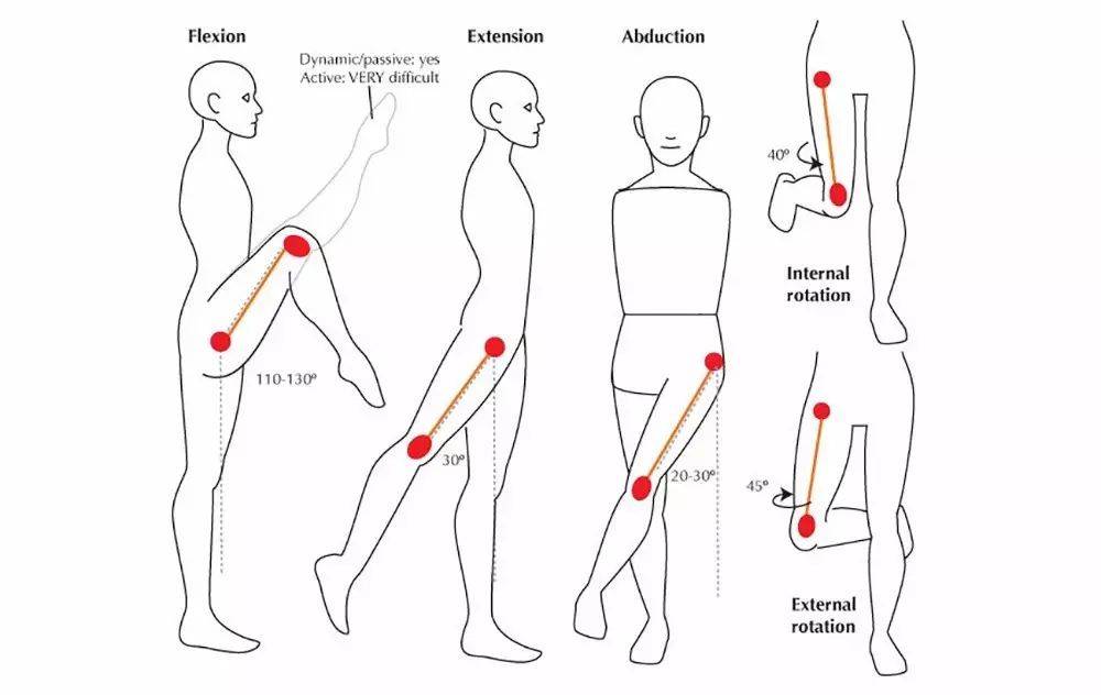 髋伸展,髋超伸,髋外展,髋关节冠状面外展,髋外旋.