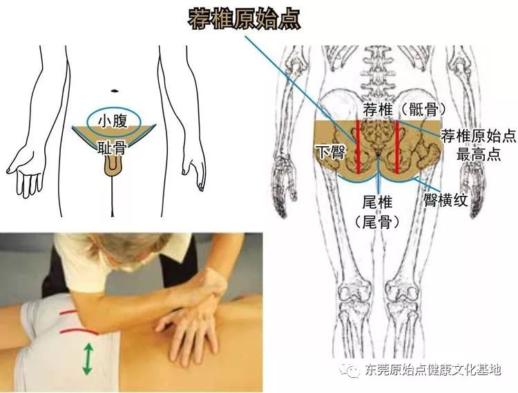 部位及其涵盖范围示意图 01头部原始点 02颈部原始点 03上背部原始点