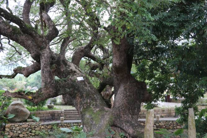 【看点】漳浦南浦有对古樟"夫妻树",隔溪守望160年
