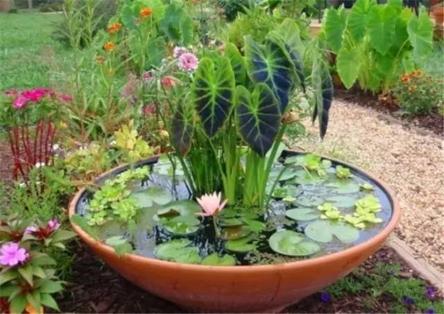 想不想在没有花园的家里也可以拥有一个花池呢 内有教程哦!