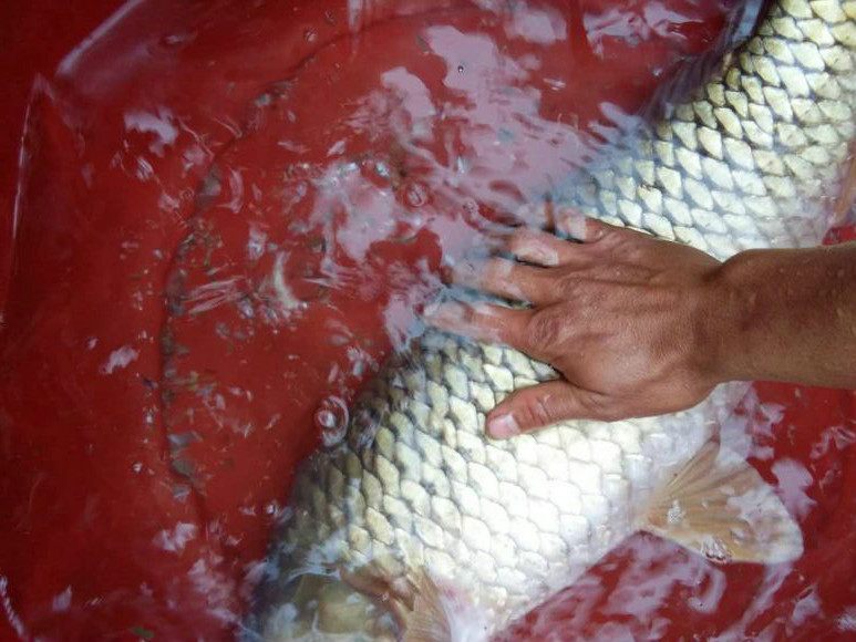 四米八手竿搏获十五斤大鲤鱼 这技术在钓友们当中属于