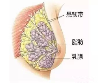 大量脂肪和血液开始集中流向这里,这个时期的乳房会像吹气球一样被撑