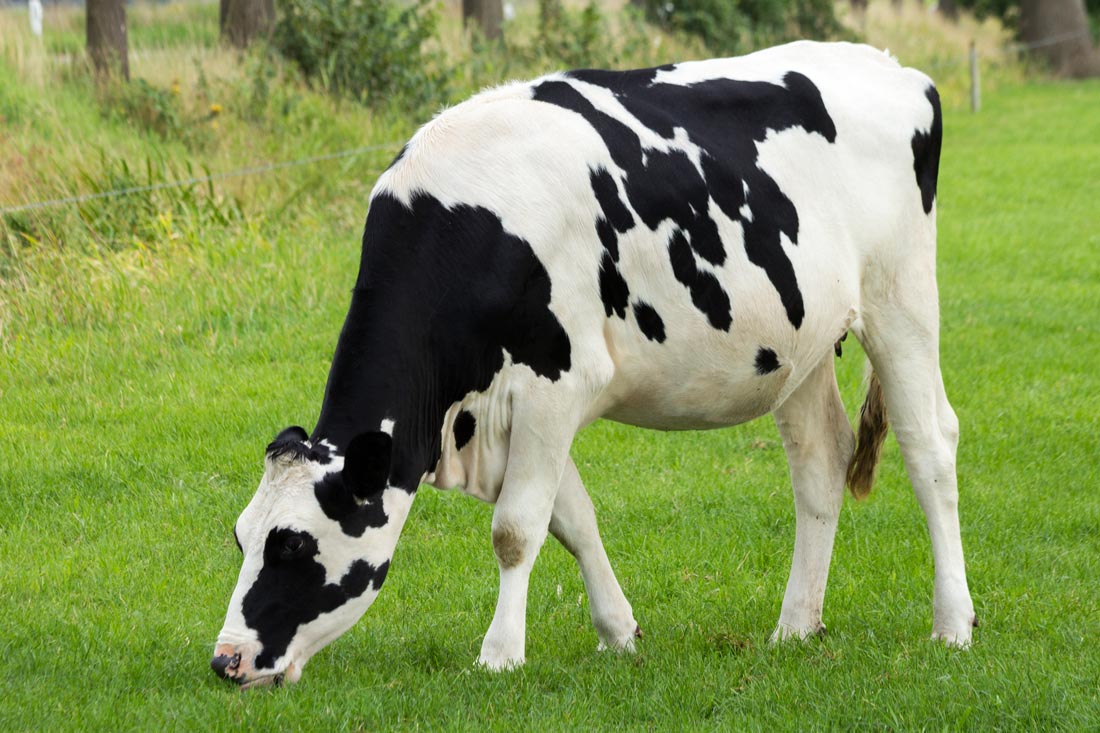 河南养殖网提醒您散养奶牛应该注意什么问题?