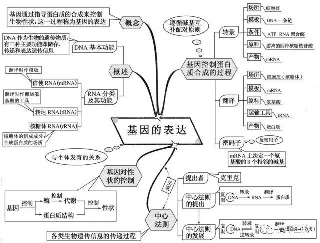 知识名词 1,基因:是控制生物性状的遗传物质的功能单位和结构单位