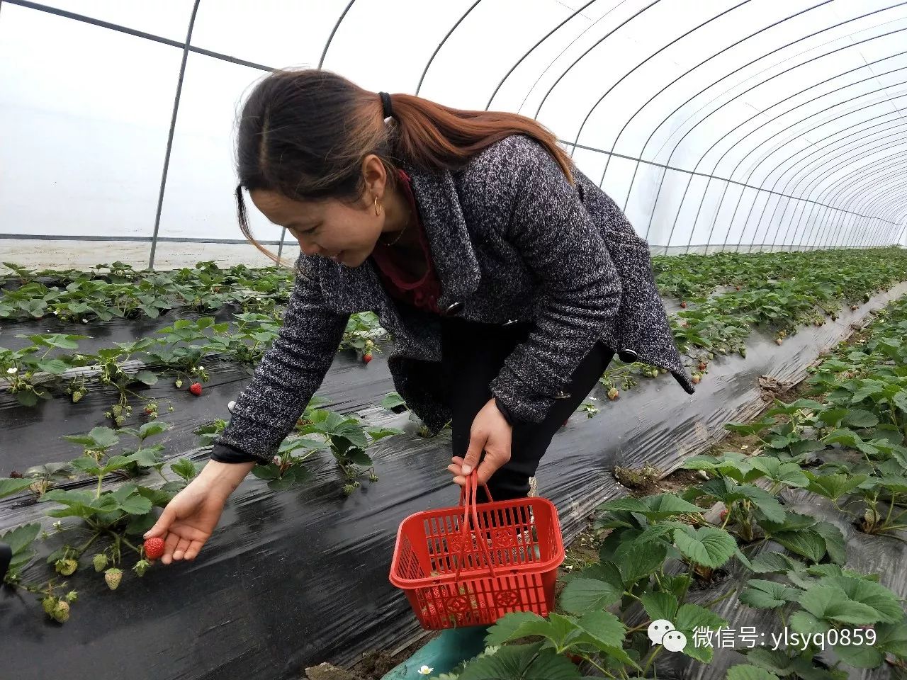 木咱镇农家草莓采摘园首批草莓成熟上市