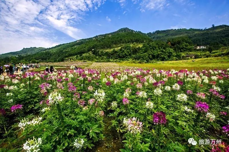 说到武陵镇石桥村