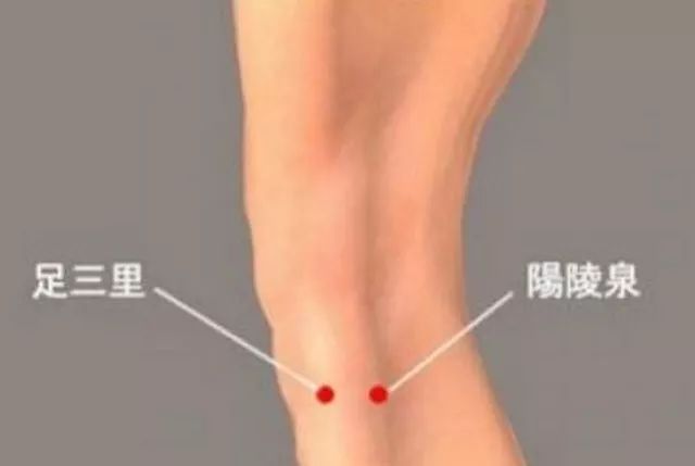 【阴陵泉穴的位置】在膝盖下方,沿着小腿内侧骨往上捋,向内转弯时的