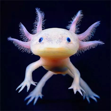 自然界器官损伤自然再生典型动物:axolotl,又称