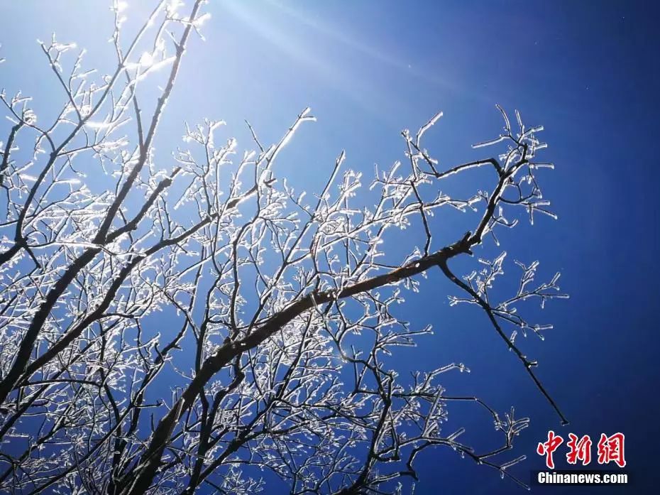 庐山现雨凇雾凇景观,树木变玉树 龙晨 摄