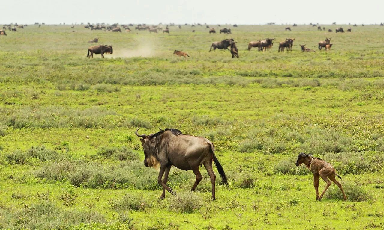 在这期间,每年约有50万头小角马在这里出生,平均每天出生8000头,运气