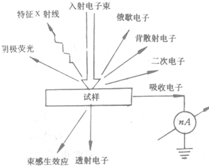 扫描电子显微镜的工作原理及应用